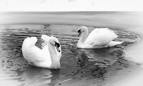 Two white swans on a lake in winter. Stock Photos