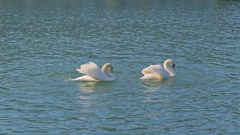 Two White Swans Performing a Synchronized Courtship Dance on Turquoise Lake Stock Footage 340457129