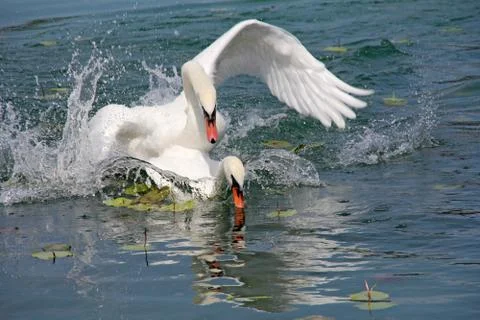 Two white swans Stock Photos