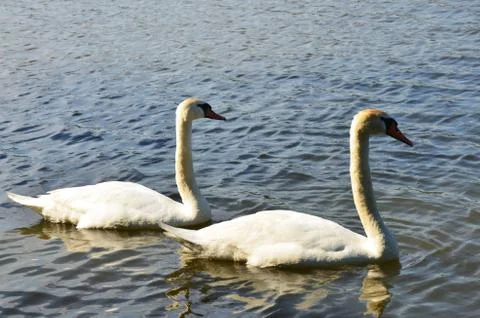 Two white swans Stock Photos