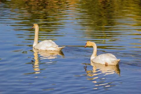 Two white swans Stock Photos