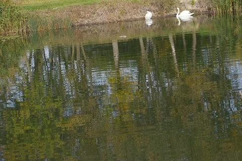 Two white swans Foto stock