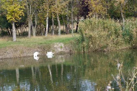 Two white swans Stock Photos