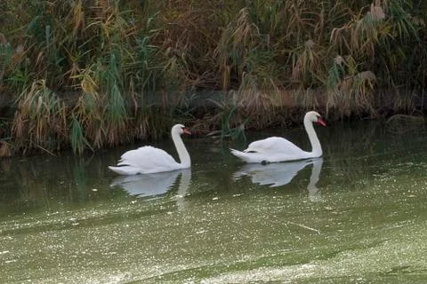 Two white swans Foto stock