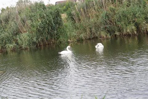 Two white swans Stock Photos