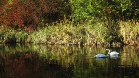 Two White swans 스톡 사진