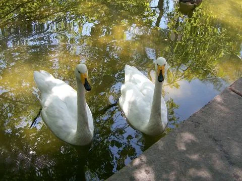 Two white swans Stock Photos
