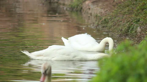 Two white swans on a pond 1 Stock Footage 37825595