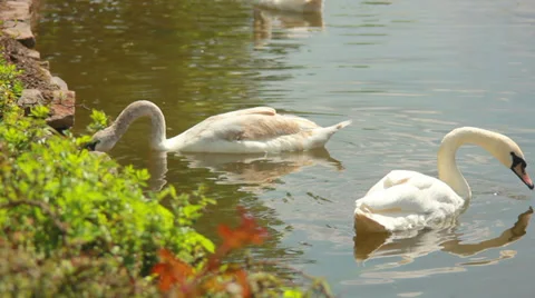 Two white swans on a pond 3 Stock Footage 37825677