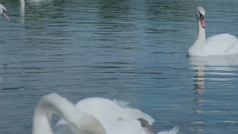 Two white swans in a pond 库存影片 93299871