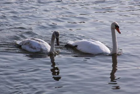 Two white swans on river surface in the city Stock Photos