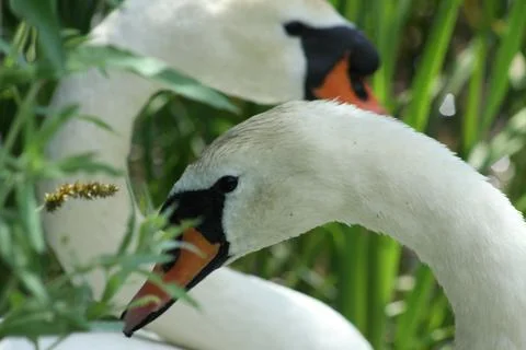 Two white swans side view head closeup with green grass in background Stock Photos
