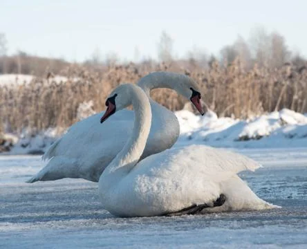 Two white swans sitting on ice in winter Stock Photos