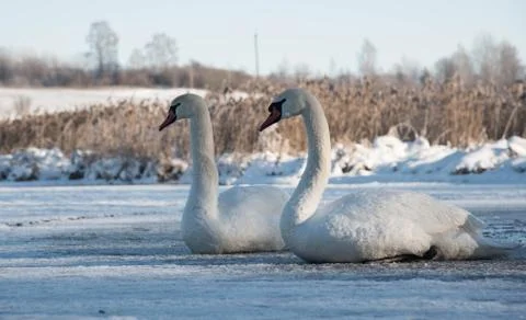 Two white swans sitting on ice in winter Stock Photos