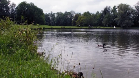Two white swans with small gray baby-swans and ducks swim in a lake near the 스톡 동영상 120454698