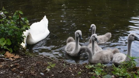 Two white swans with small gray baby-swans and ducks swim in a lake near the Stock Footage 120455968