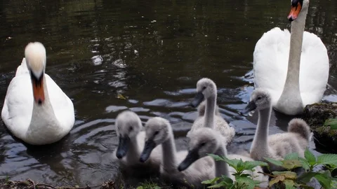 Two white swans with small gray baby-swans and ducks swim in a lake near the Stock Footage 120458192