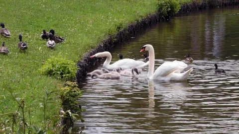 Two white swans with small gray baby-swans and ducks swim in a lake near the Stock Footage 120459348