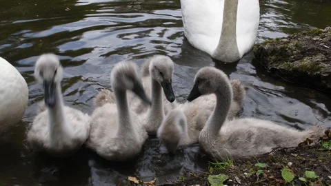 Two white swans with small gray baby-swans and ducks swim in a lake near the Stock Footage 120461310