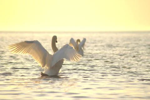 Two white swans spread its wings.  Stock Photos