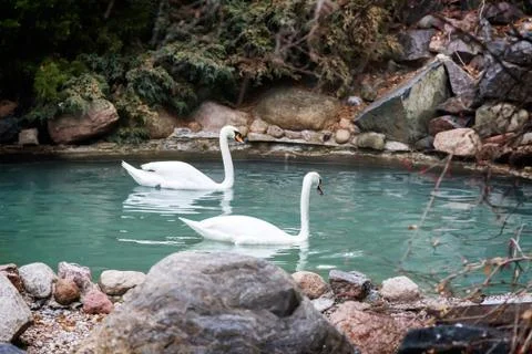 Two white swans swim in the pond. Stock Photos
