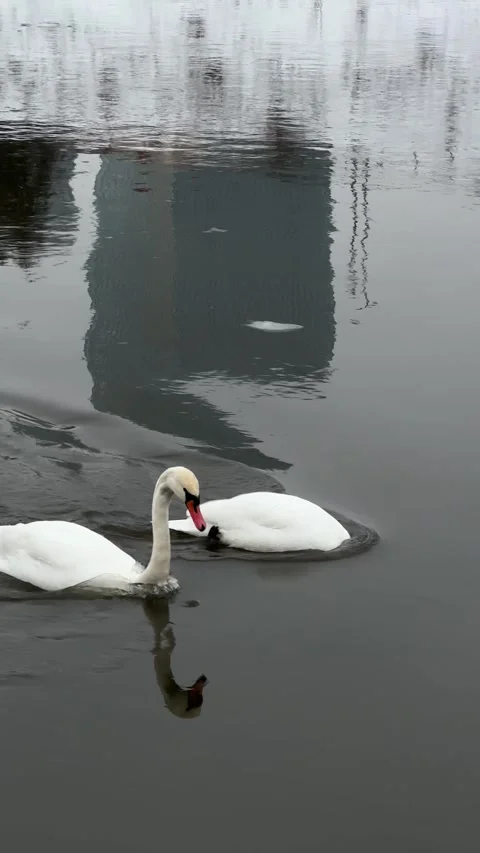 Two white swans swimming in Neris river in Vilnius in winter. Vertical video Stock Footage 258783507