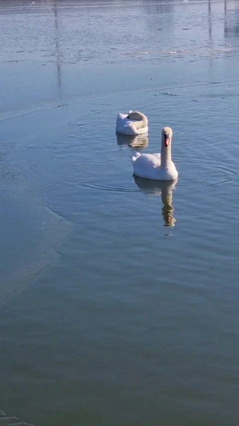 Two white swans swimming in a partially frozen lake Stock Footage 303853689