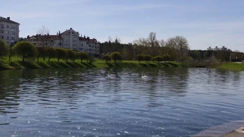Two white swans swimming in the river on the background of river, trees, houses. Stock Footage 85283097
