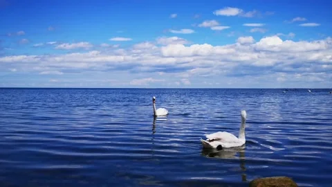 Two White swans swims in the frame. Close up. 4k Stock Footage 133088190