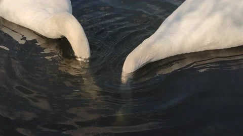 Two white swans on the water close-up Stock Footage 157215968