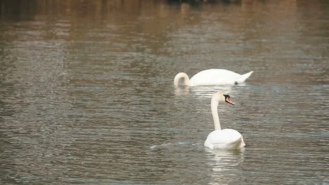 Two white swans on the water Stockbeeldmateriaal 103369583