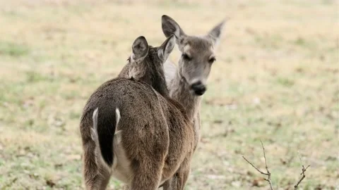 Two white-tail deer does grooming each other 4k Stock Footage 171546041