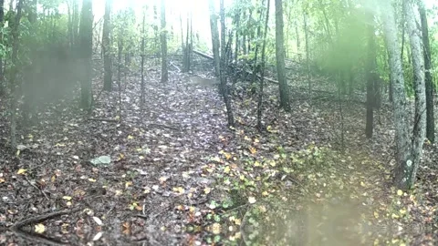 Two White Tail Deer Moving as Hurricane Helene Approaches Stock Footage 317922632