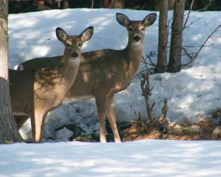 Two White tail deer standing under trees in winter Stock Photos