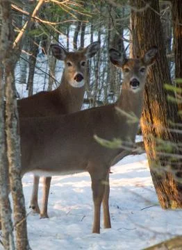 Two White tail deer standing under trees in wintertime Stock Photos