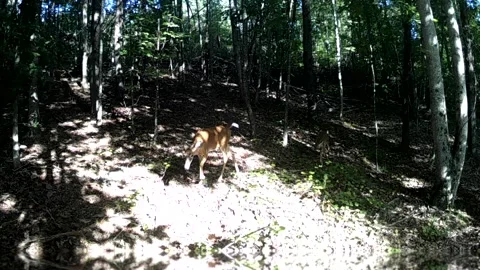 Two White Tail Doe and Fawn Walking in Single File Stock Footage 318034388