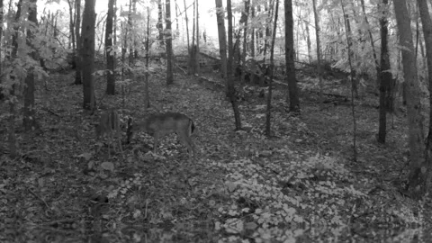 Two White Tail Doe Grooming Each Other in North Carolina Foothills Stock Footage 318033872