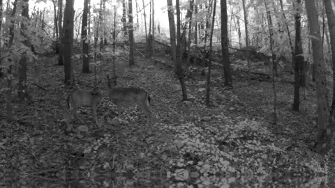 Two white tail doe grooming each other in North Carolina foothills Stock Footage 318034092