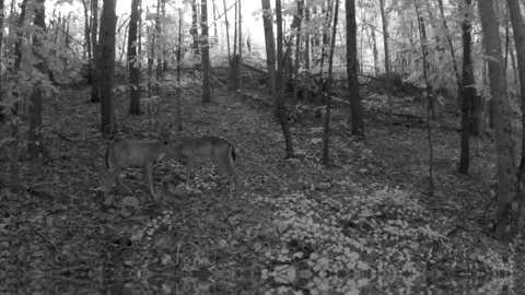 Two white tail doe grooming each other in North Carolina foothills Stock Footage 318034230