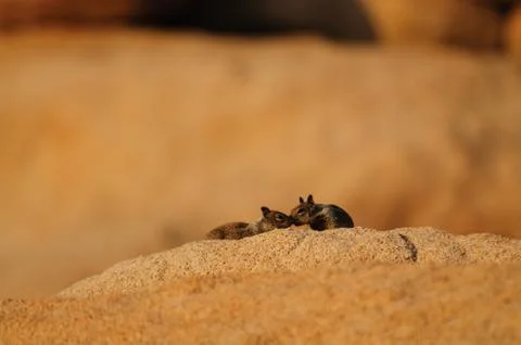 Two White Tailed Antelope Squirrel Ammospermophilus leucurus Foto stock