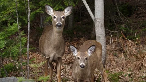 Two white tailed deer in the forest. Mother and young. Ontario, Canada. Vidéo 184577567