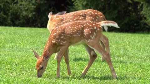 Two White-tailed Deer Grazing in Meadow Stock Footage 282220681
