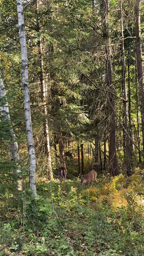 Two White Tailed Deer Grazing in Sunlit Forest Stock Footage 346785488