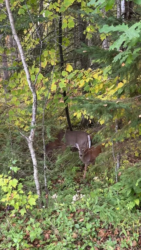 Two White Tailed Deer Moving Through Autumn Forest Stock Footage 346793707