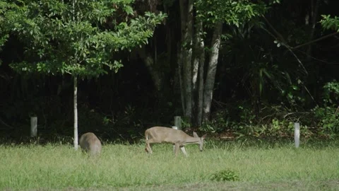 Two White tailed deer Odocoileus virginianus graze in field on edge of jungle Vidéo 169768298