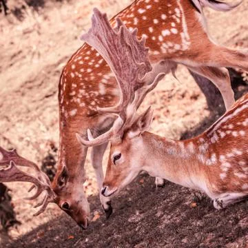 Two white-tailed deer side by side Stock Photos