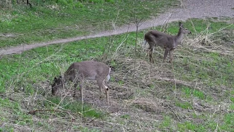 Two White-tailed deer in the spring foraging on the vegetation in the park. Stock Footage 333717985