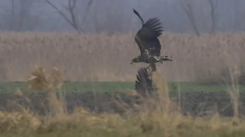 Two white-tailed eagle fighting, close-up 4K slomo Video stock 237716526