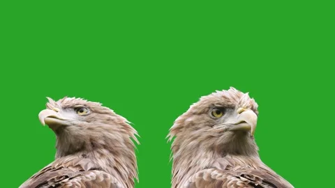 Two white-tailed eagle looking in different directions on a green screen Stock Footage 327354426