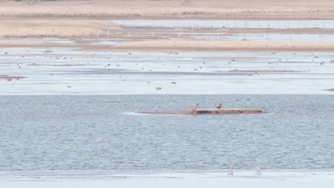 Two White-tailed eagle resting on a little island in a wetland, Long shot Stock Footage 252658780